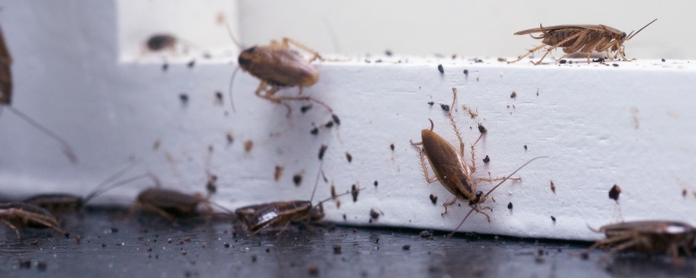 Jak Pozbyc Sie Insektow Domowych